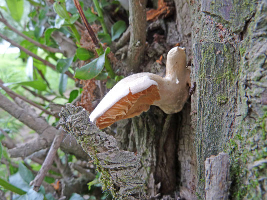 Lentinus conchatus - Trechtertaaiplaat of Phyllotopsis nidulans - Oranje oesterzwam