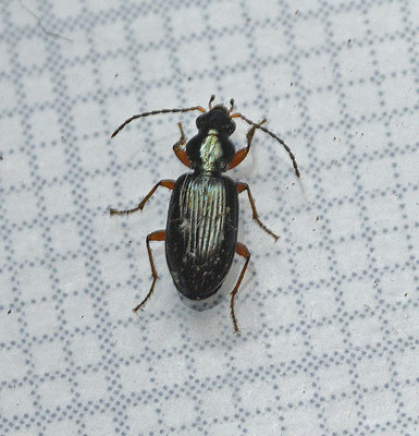 Bembidion decorum - Sierlijke priemkever