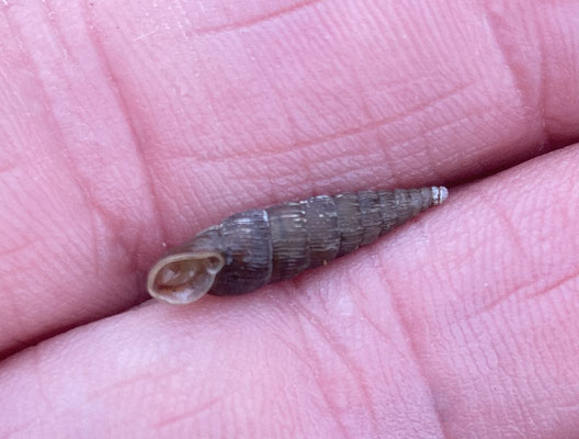 Grote clausilia