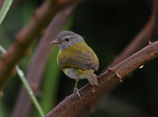Ashy-headed Greenlet