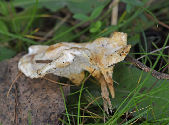 Stinktolletje