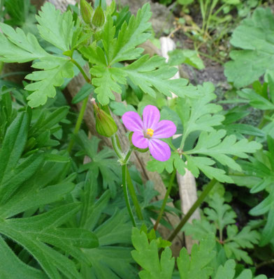 Geranium purpureum - Klein robertskruid