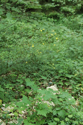 Mycelis muralis -  Muursla