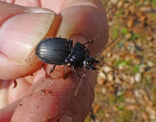 Abax ovalis
