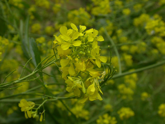 Brassica nigra - Zwarte mosterd