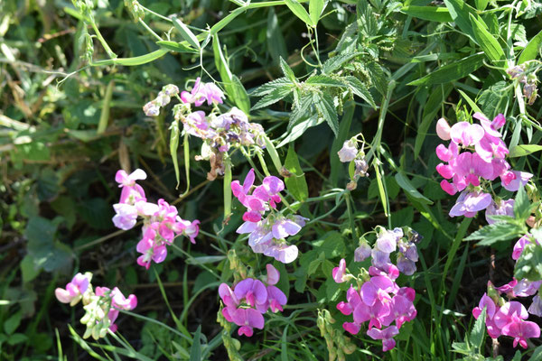 brede lathyrus
