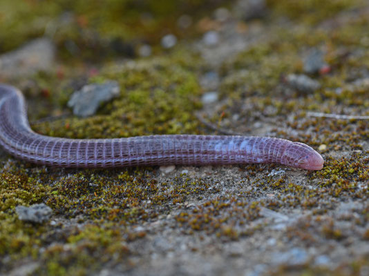 Zuidwest-Iberische wormhagedis