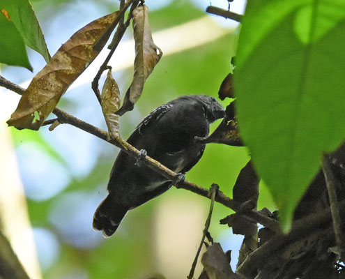 White-flanked Antwren