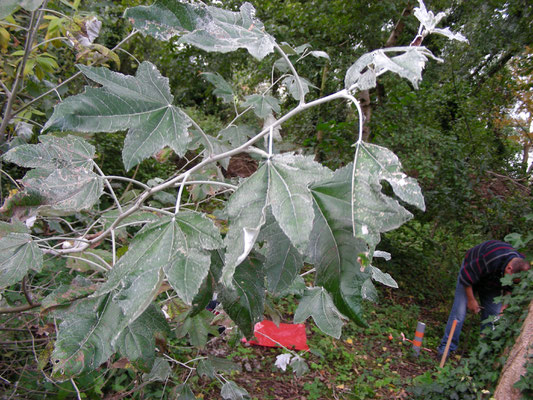 Populus alba - Witte abeel