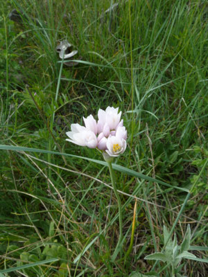 Allium roseum
