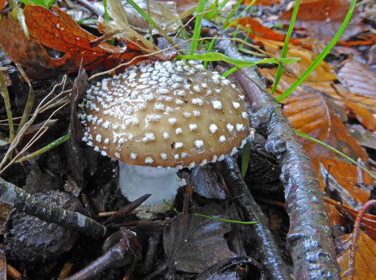 Amanita pantherina -Panteramaniet