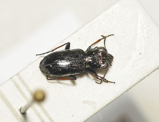 Notiophilus palustris - Moerasspiegelloopkever