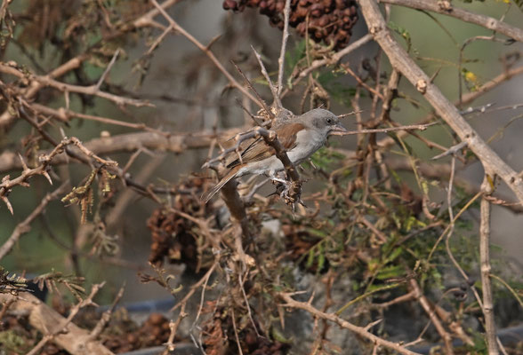 Passer griseus - Grey-headed Sparrow (northern G. S.)