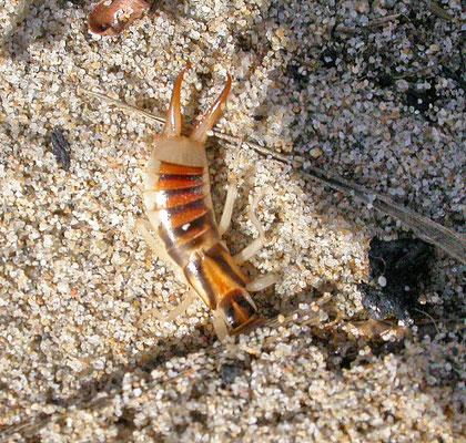 Labidura riparia - Grote Oorworm