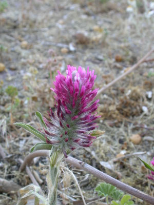 Trifolium purpureum