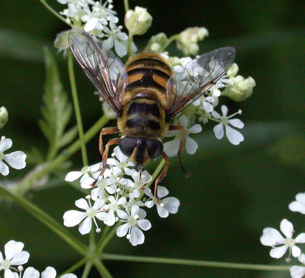 Myathropa florea - Doodskopzweefvlieg