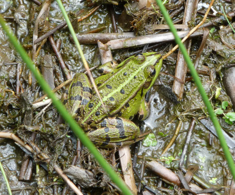 Pelophylax lessonae - Poelkikker
