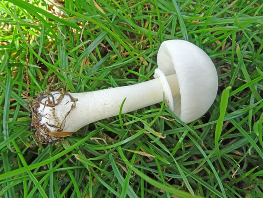 Leucoagaricus leucothites - Blanke champignonparasol