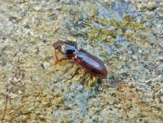 Clivina collaris