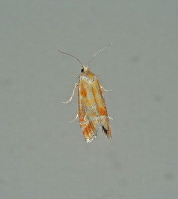 Rhyacionia buoliana - Gewone dennenlotboorder