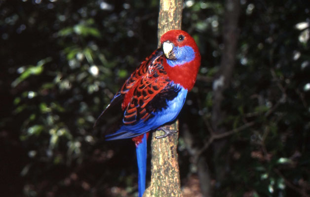 Crimson's Rosella