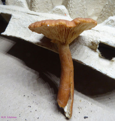 Lactarius lacunarum - Greppelmelkzwam
