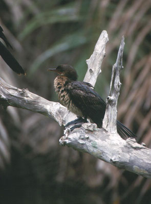 Phalacrocorax africanus - Long-tailed Cormorant