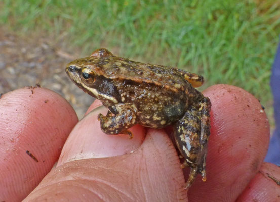Rana iberica