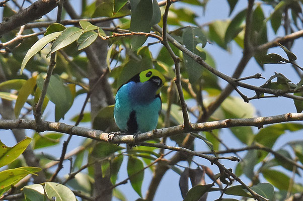 Paradise Tanager