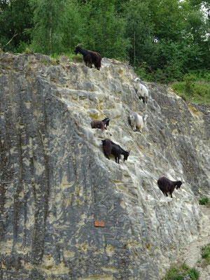 berggeiten