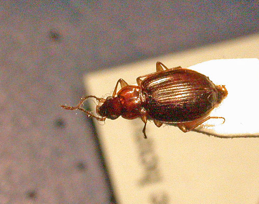 Bembidion harpaloides