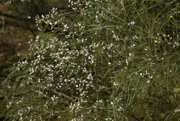 Retama monosperma