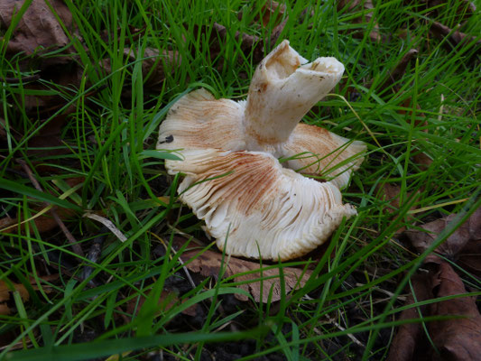 Russula pectinoides - Onsmakelijke kamrussula