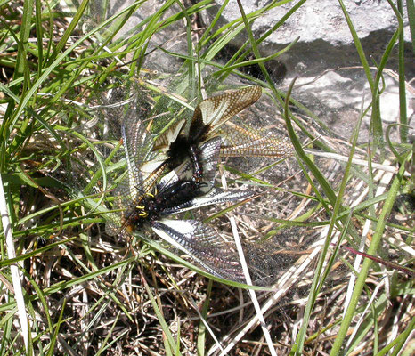 Libelloides coccajus - Vlinderhaft