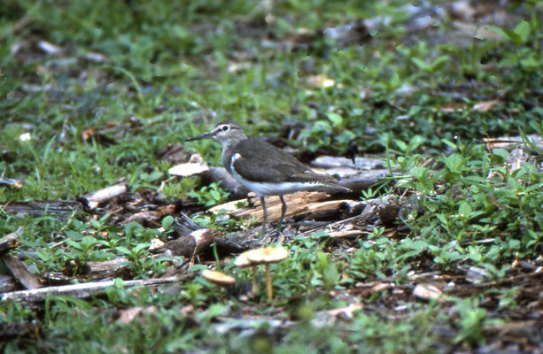 Common Sandpiper - oeverloper