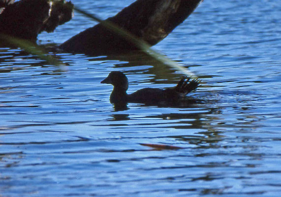 Musked Duck