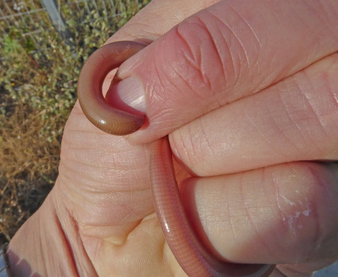 Typhlops vermicularis