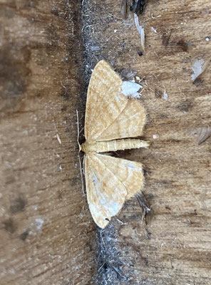Idaea ochrata - Okergele spanner