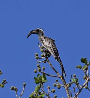 Tockus fasciatus - African Pied Hornbill
