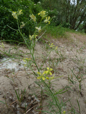 Sisymbrium altissimum - Hongaarse raket