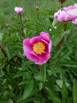 Paeonia mascula - Pioenroos