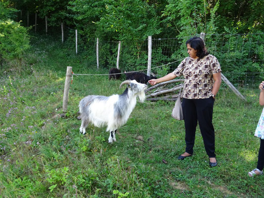 Bhartie met berggeit