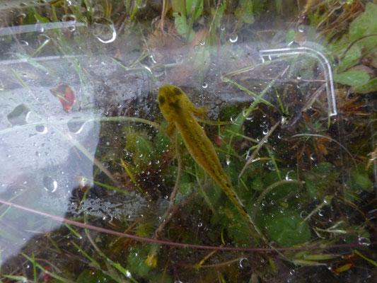 Lissotriton boscai, larve