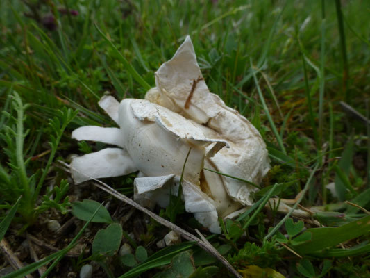 Bovista plumbea  -  Loodgrijze bovist