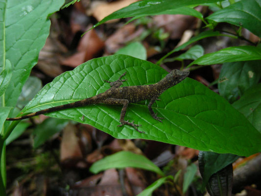Anolis ortonii - Amazon Bark Anole
