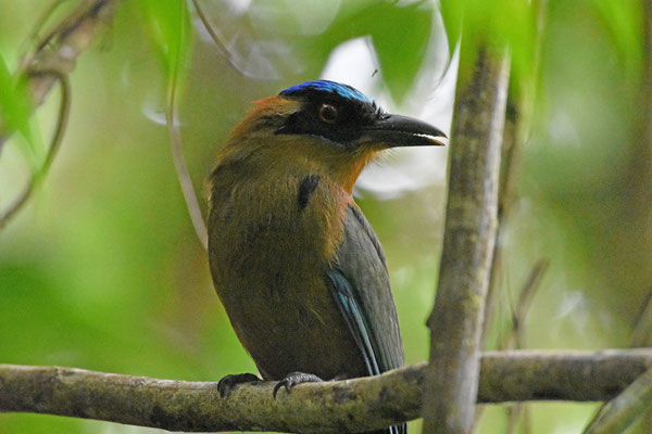 Amazonian Motmot