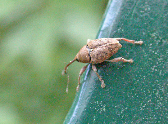 Curculio glandium - Kleine eikelboorder
