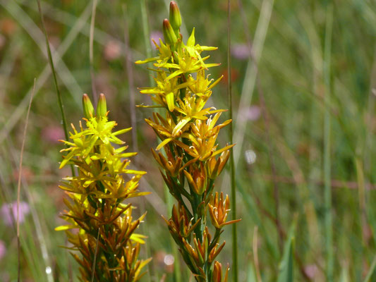 Narthecium ossifragum - Beenbreek