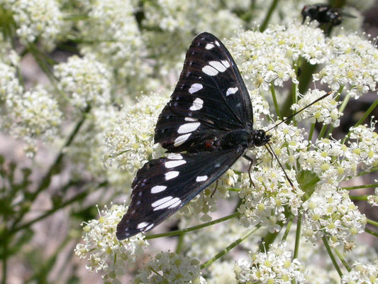 blauwe ijsvogelvlinder (Limenitis reducta)