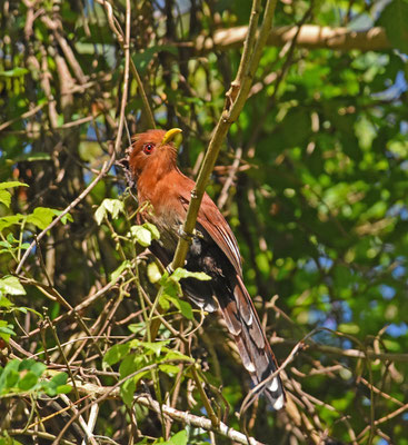 Little Cuckoo